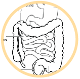 digestive system quiz